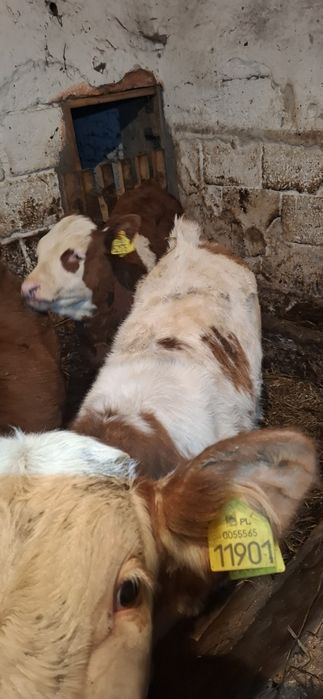 Byczek byk Sm simental ciele 138kg