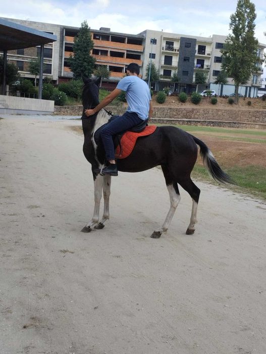 Cavalo capado montado