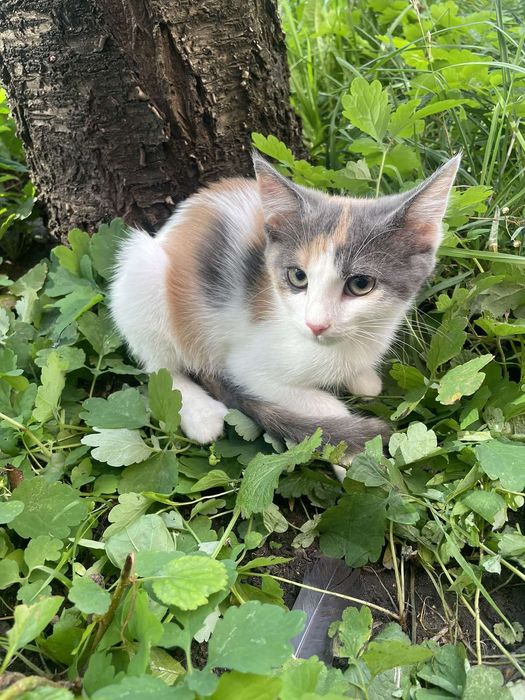Отдам котенка трехцветку, 3 месяца, девочка