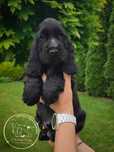 Cocker Spaniel Angielski
