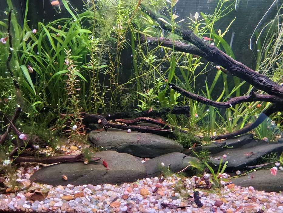 Aquário Completo 60L