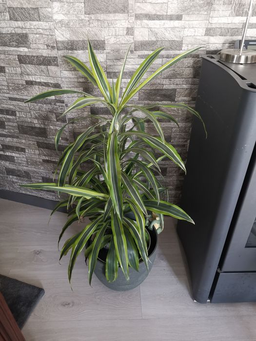 Planta de interior bem cuidada