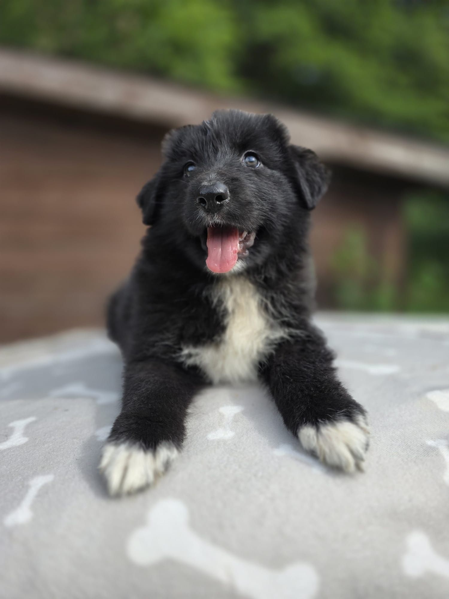 Border Collie mix