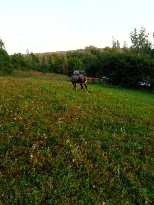 Продається молода кобила