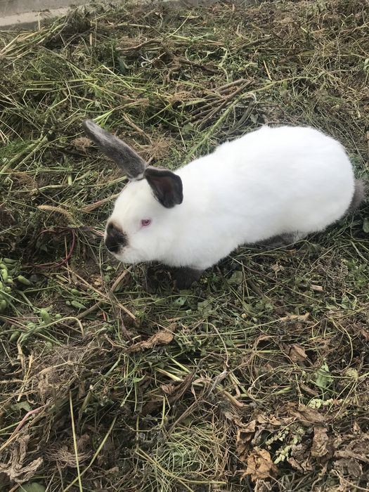 Продам кролі  породи бургундія