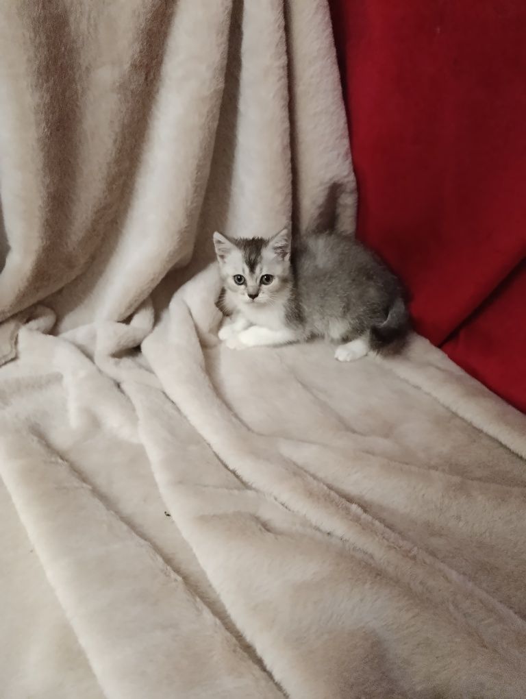 Шотланці скотіш страйт
