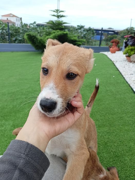 Cão bebé para adoção