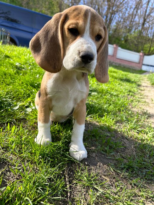 Вуханки - біглюші!