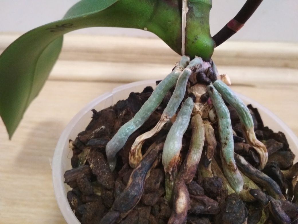 Орхидея фаленопсис, полубабочка Стелленбош