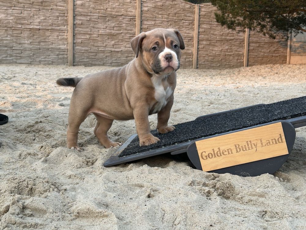 Szczeniak american bully suczka abkc
