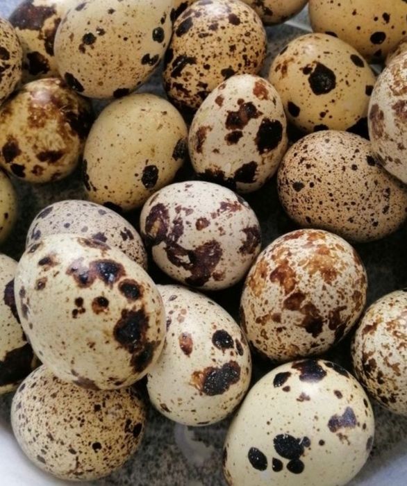 Яйця перепелині домашні