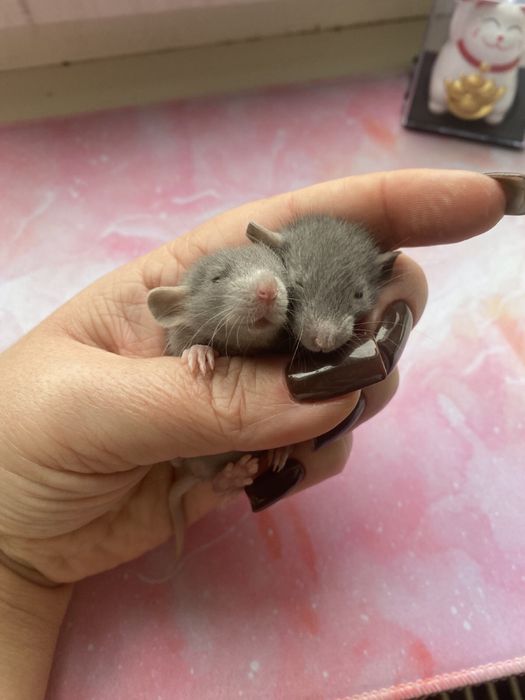 Крысята Дамбо здоровенькие