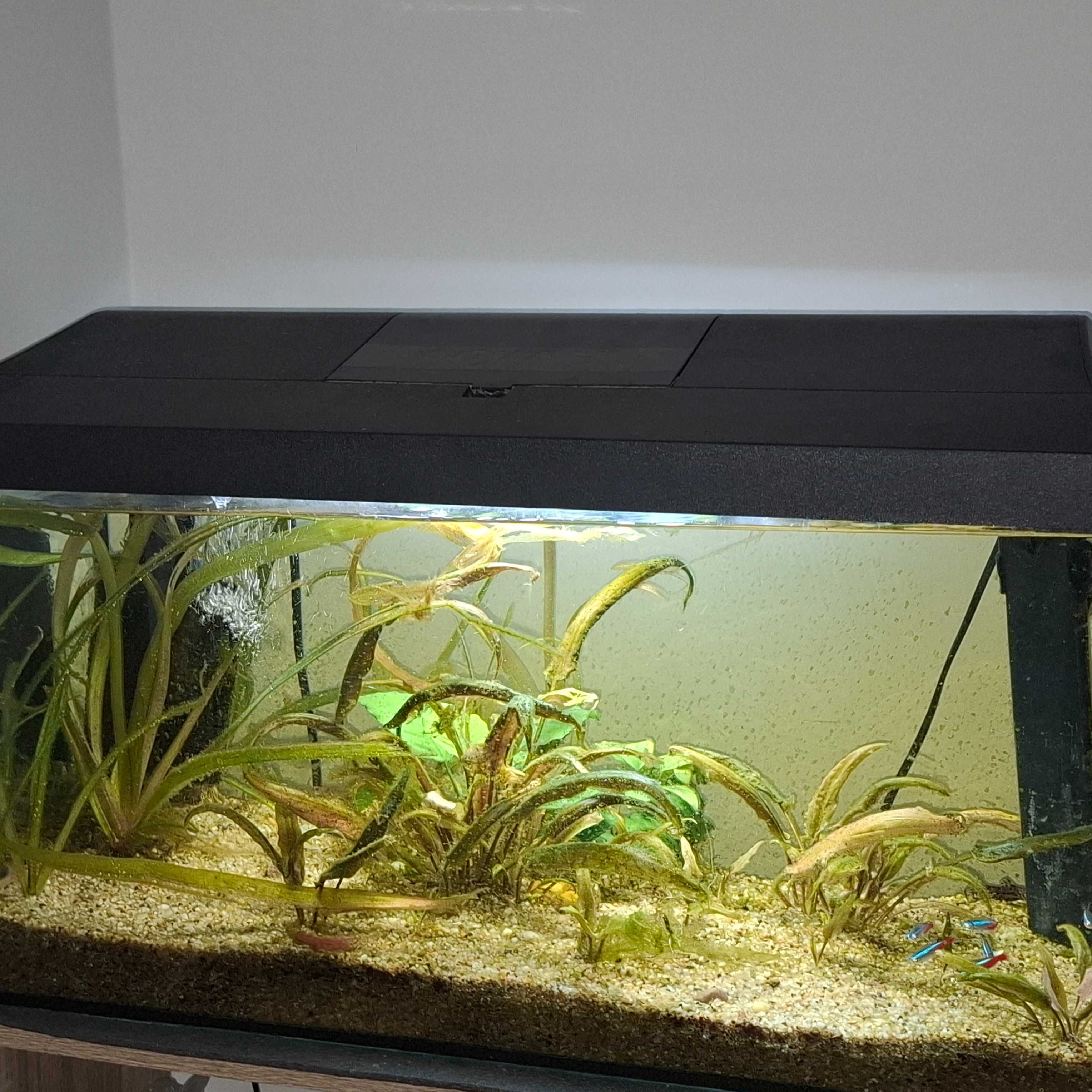 Akwarium  60 x 30 x 30