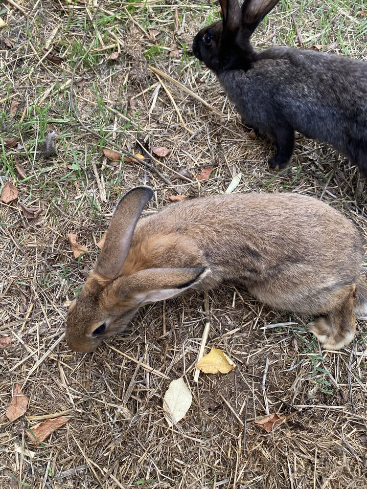 Coelhos de vários tamanhos