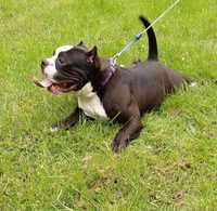 American bully samiec ABKC