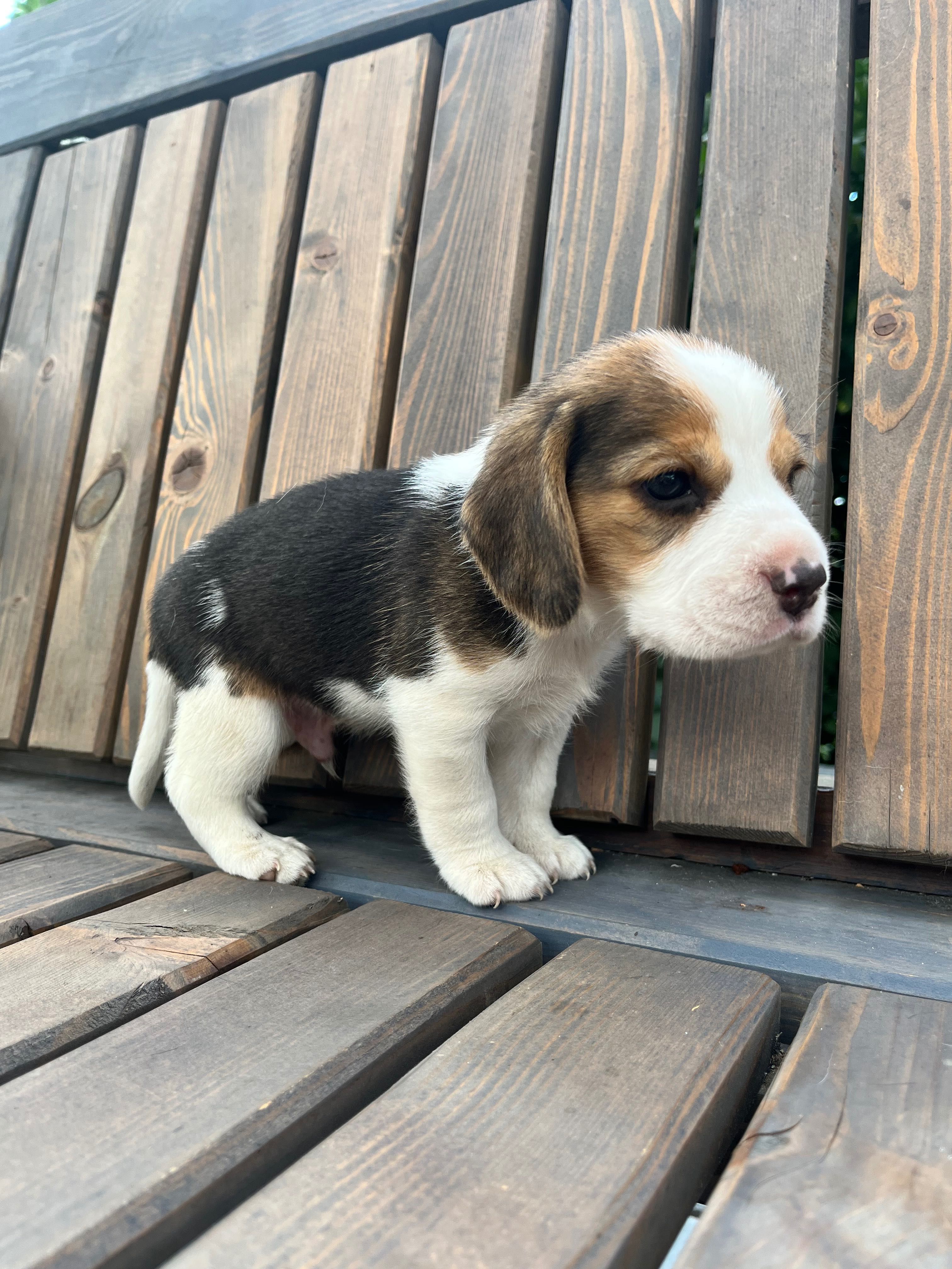 Beagle tricolor chip