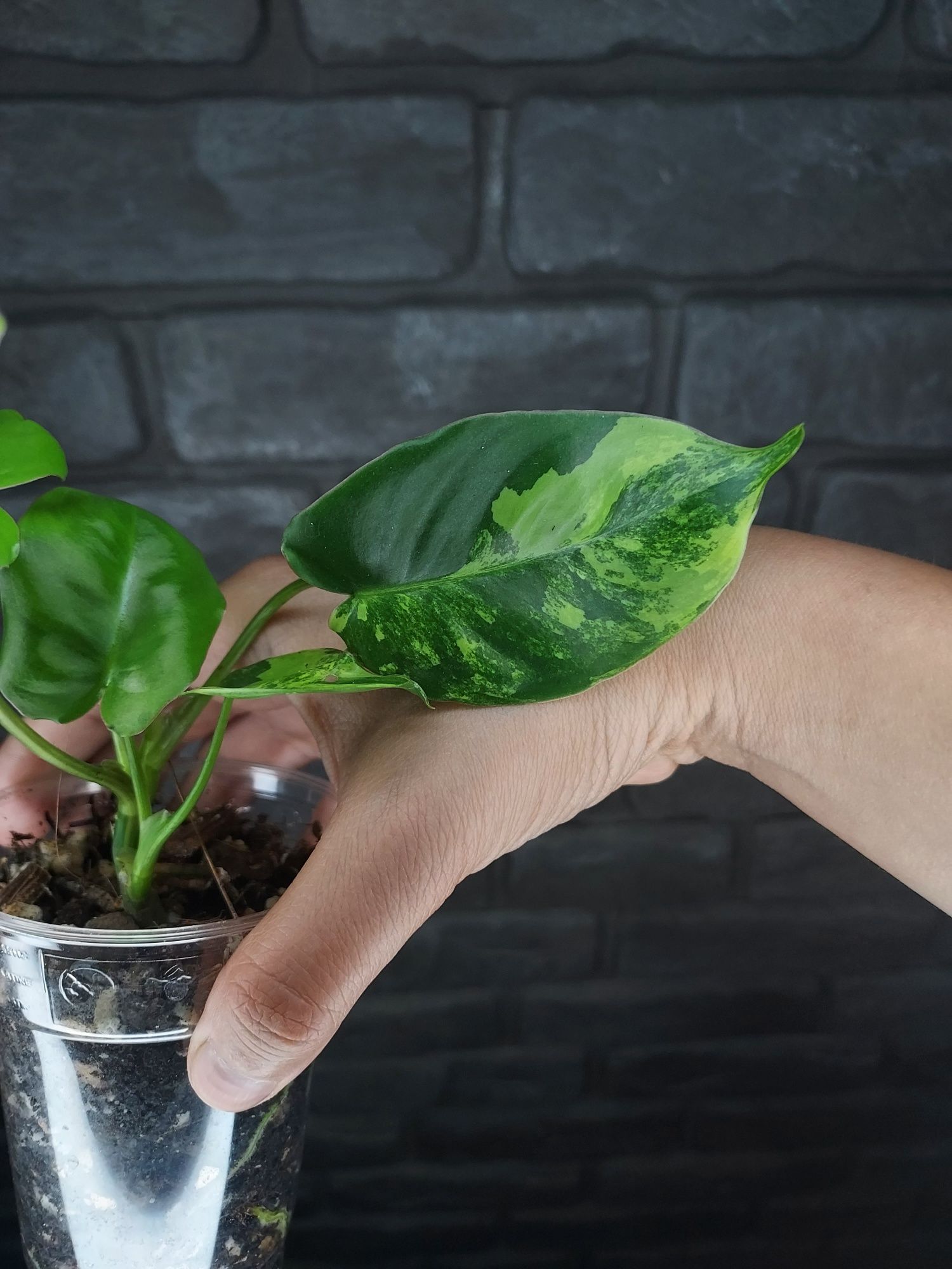 Philodendron Burle Marx Variegata #4