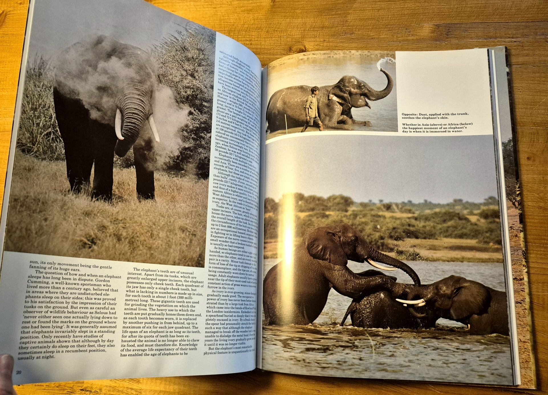 The Love Of Elephants - Neil Murray