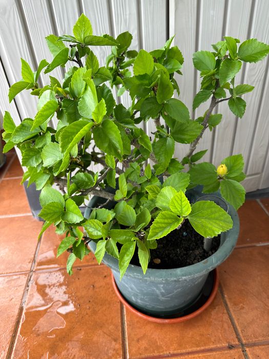 Hortênsias verdadeiras c/ vaso