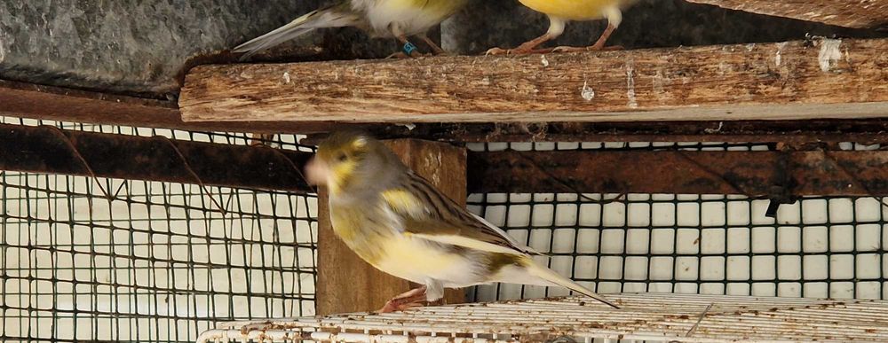 Canários várias cores, 2025