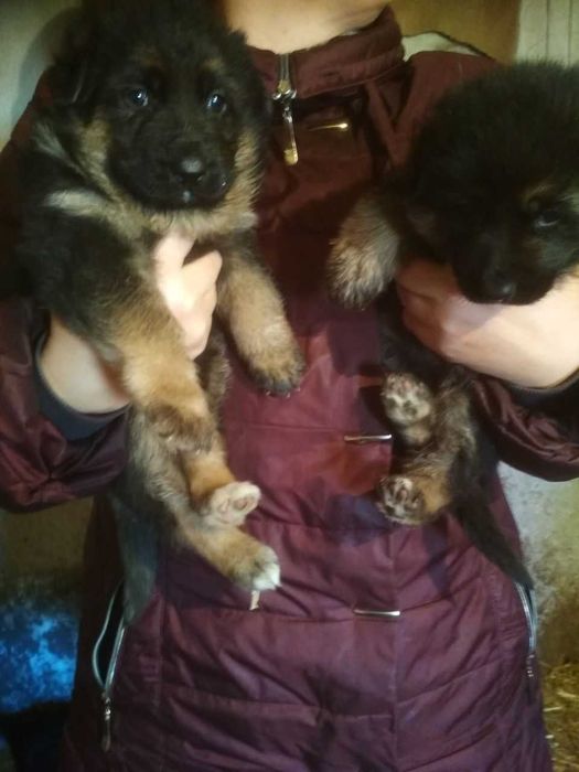 Продам щенков немецкой овчарки