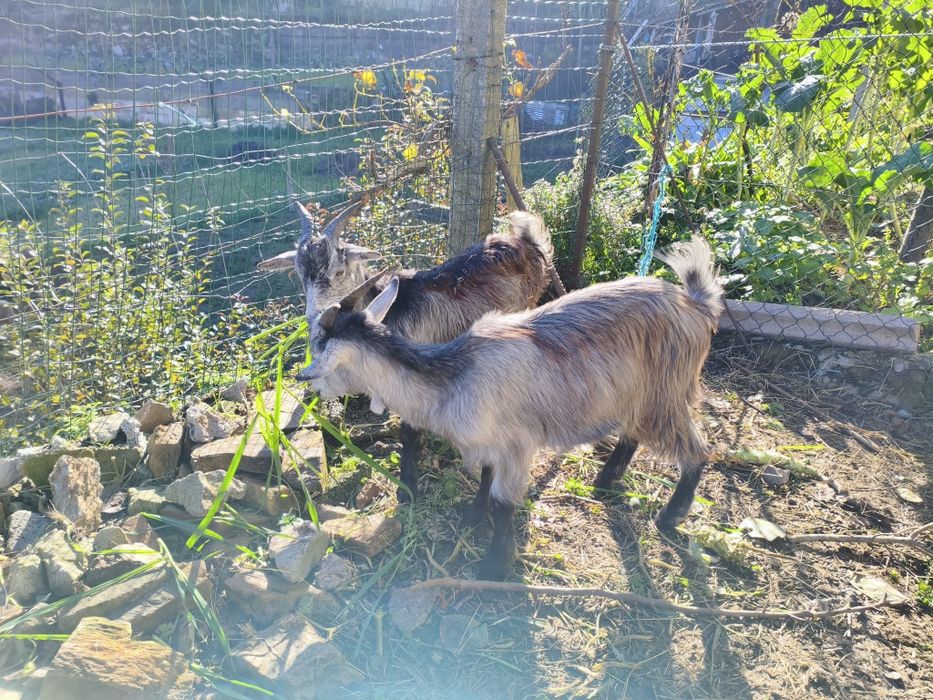 Vendo cabras prenhas