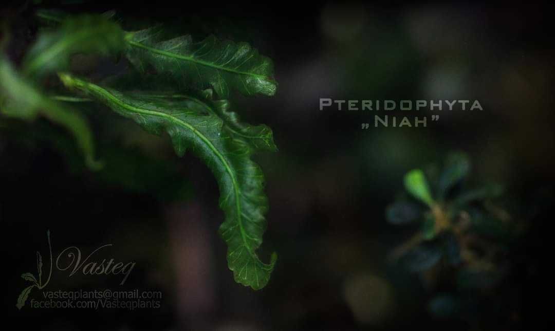 Pteridophyta "Niah" paproć do akwarium paludarium