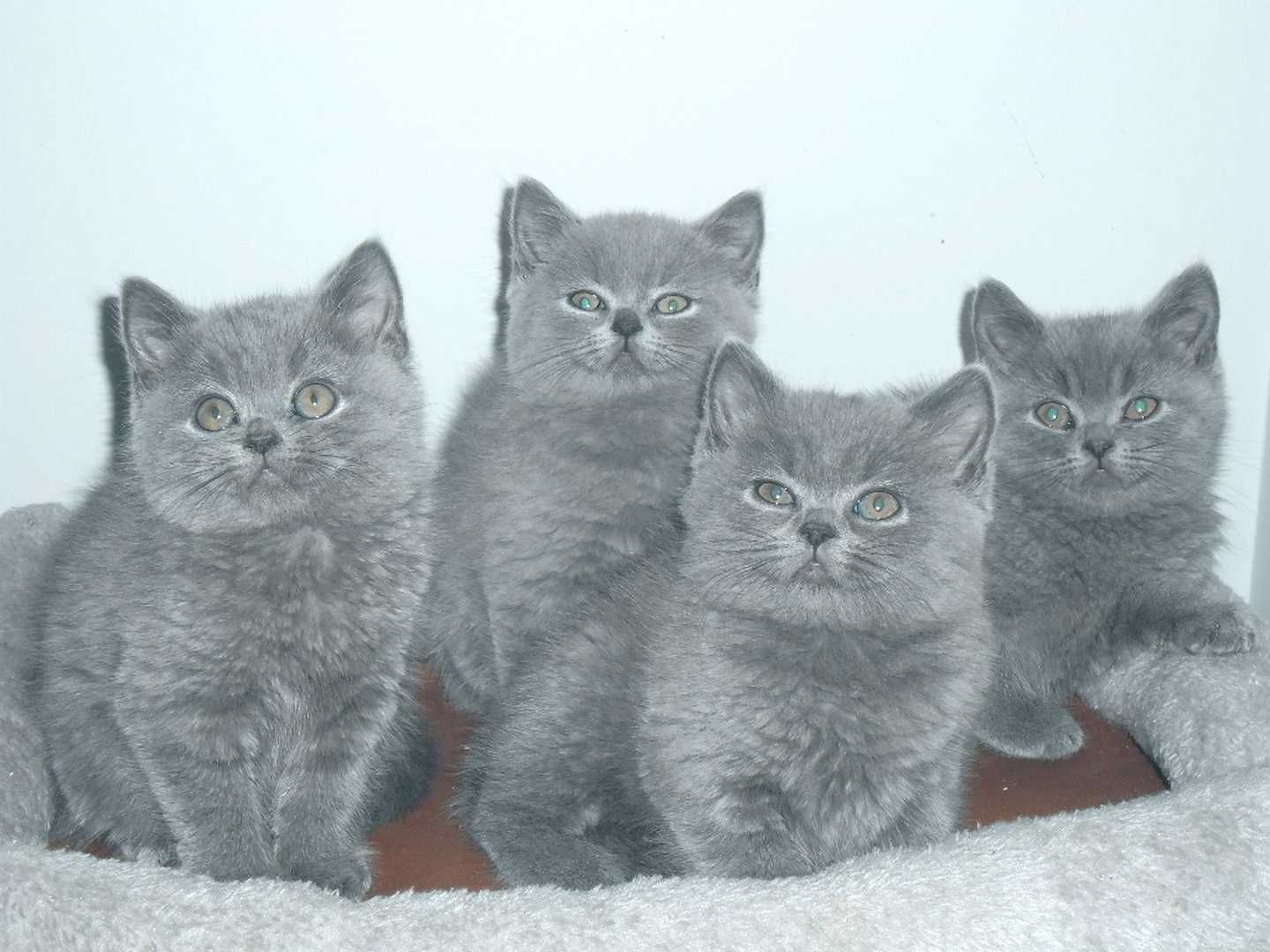 Kot Koty Kociaki Brytyjskie Brytyjski