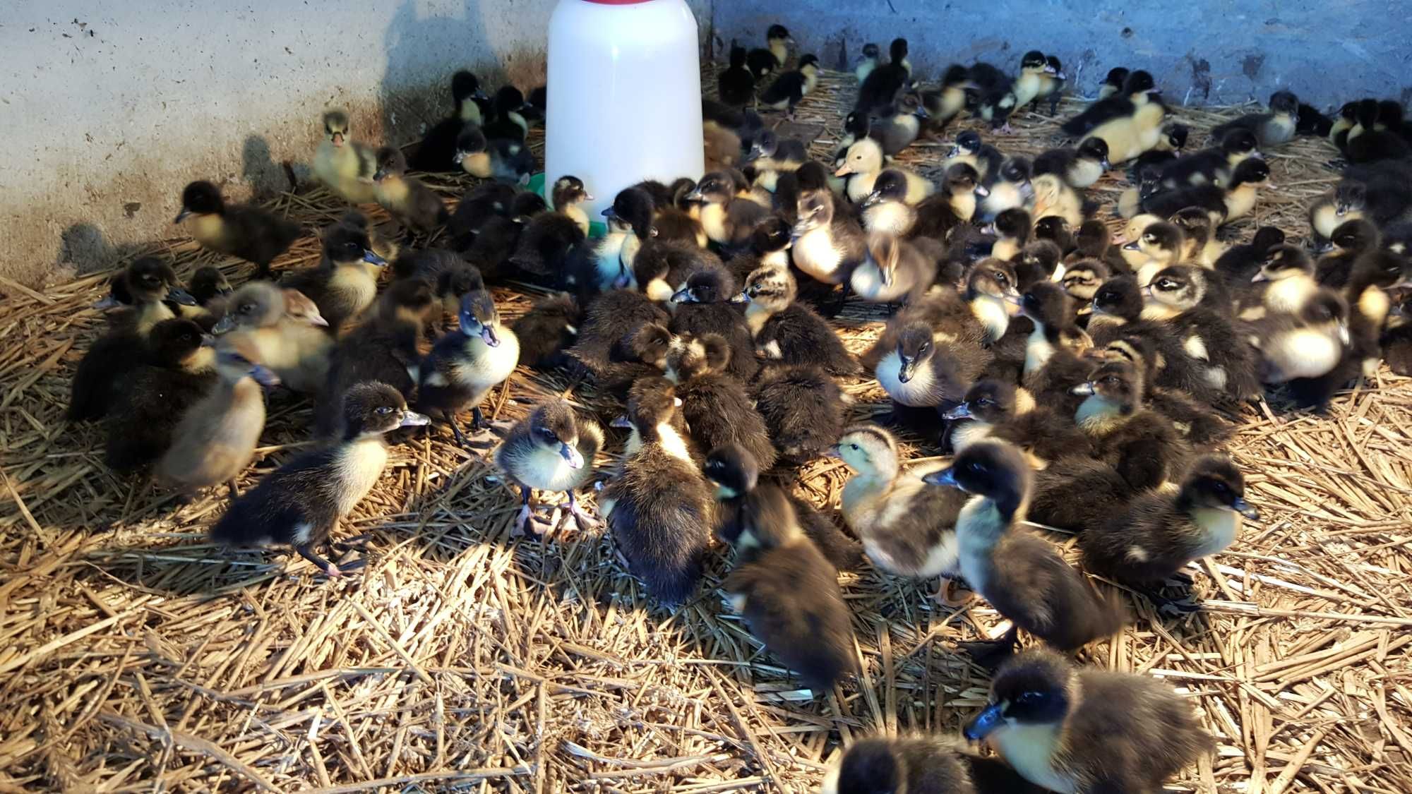 Kaczki pisklęta do dalszego odchowu przyjmujemy zapisy