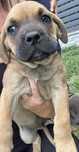Piesek Cane Corso