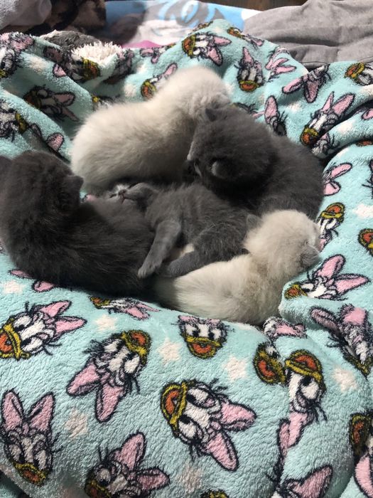 Отдам котят, мама шотландка, папа сиамский) котята рождены 19 . 10.