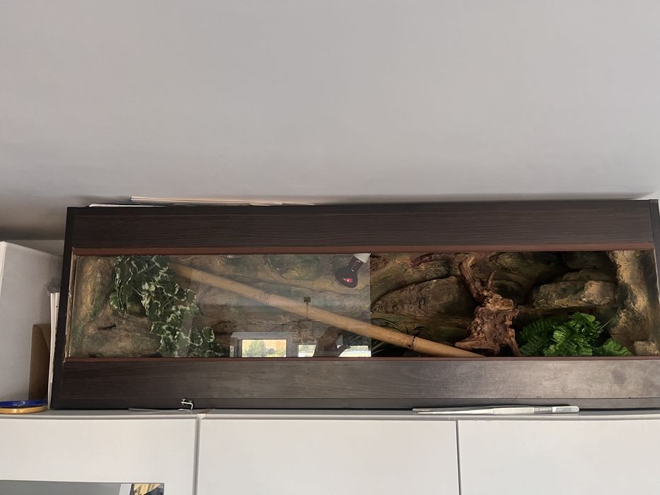 Wąż zbożowy z terrarium 120x40x40 pełne wyposażenie