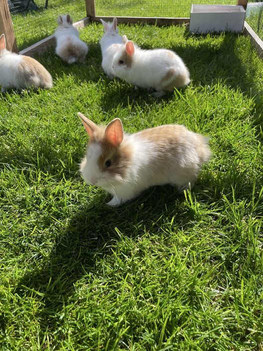 Śliczne Króliki   Miniaturki Teddy