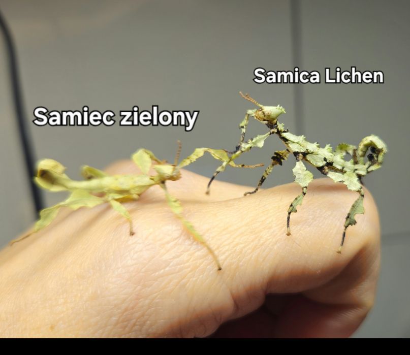 Straszyk Australijski Lichen