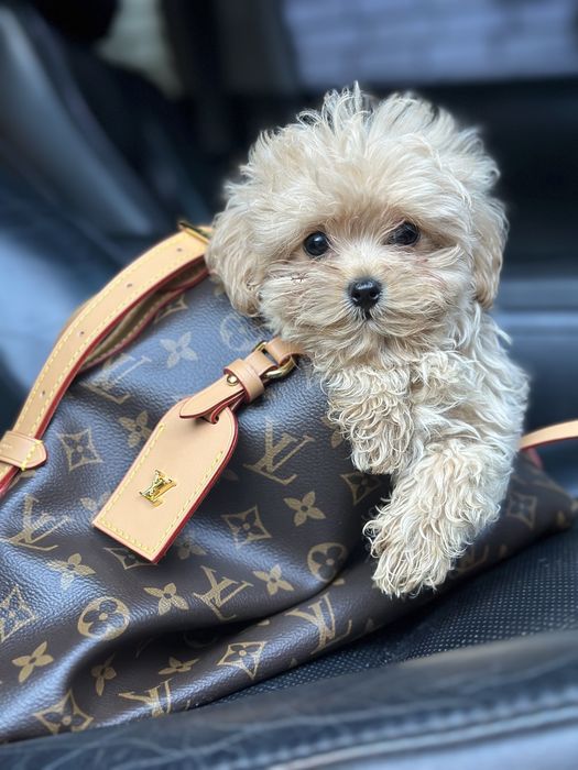 Мальтипу міні дівчинка