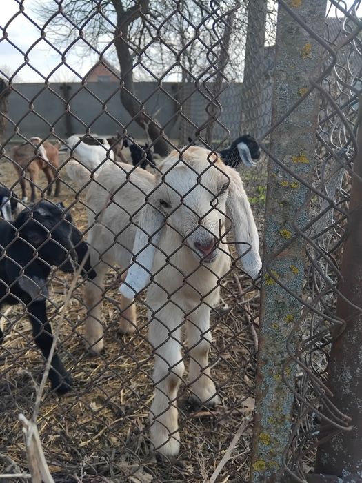 Нубійські козенята