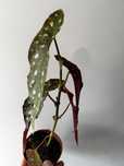 Begonias - shepherdii, maculata, diadema, carolina