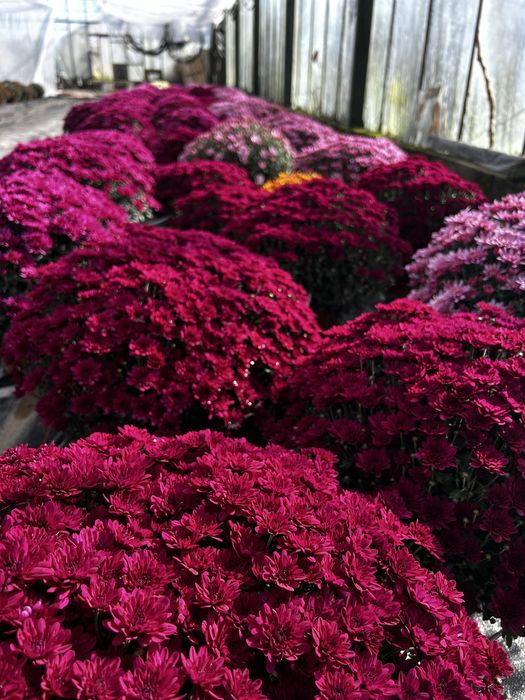 Chryzantema drobnokwiatowa