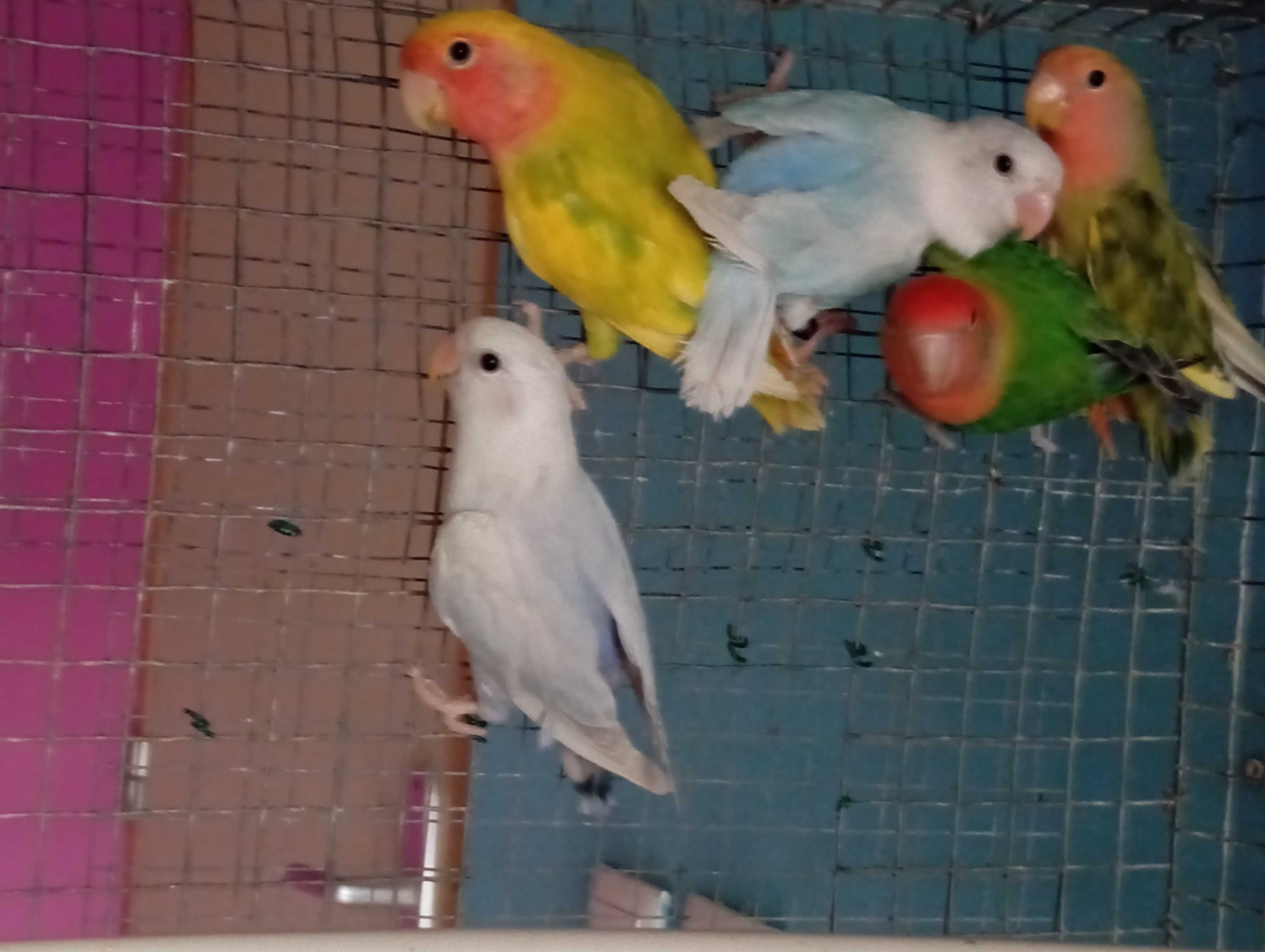 Agapórnis Roseicollis Longfeather, para cedência ou troca!!!