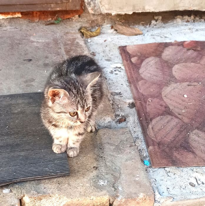 Кошенята котята в добрі руки