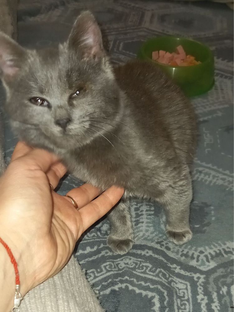 Кошеня шукає люблячу родину