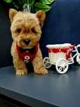 Pudel toy Westiepoo West highland white terrier szczeniaczki