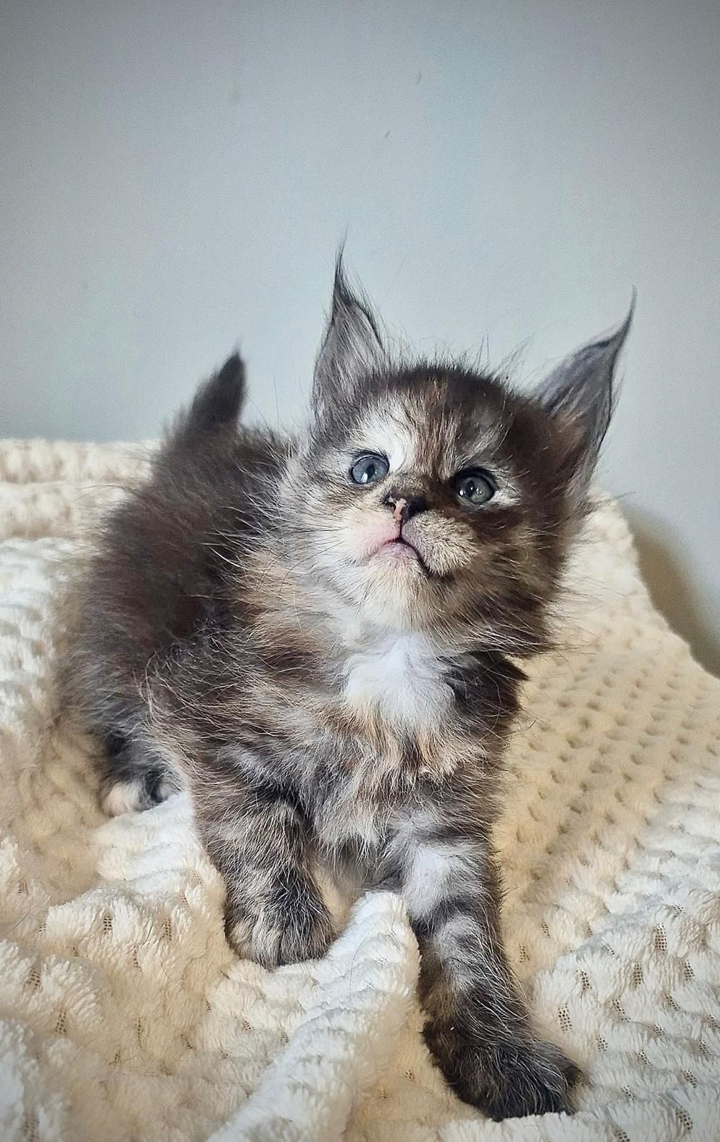 Cudowna kotka maine coon!!