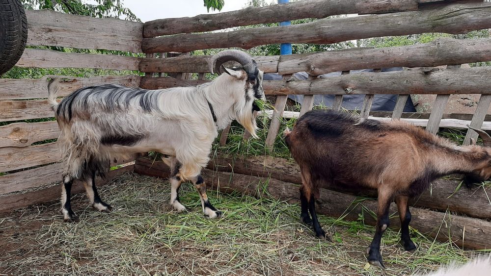 Случка.  Альпийский козел . Покрытие коз.