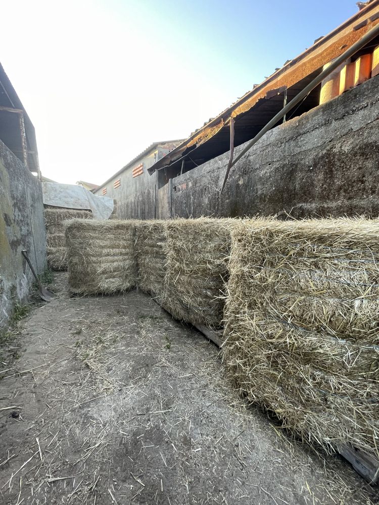Rolos de palha de azevem de qualidade