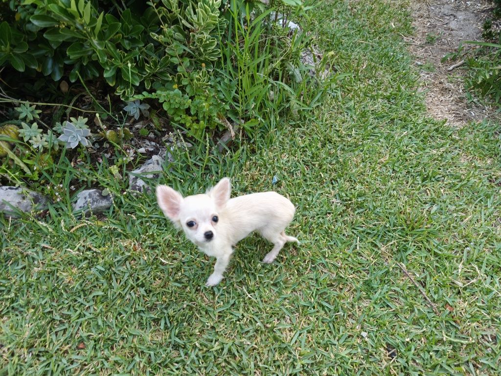 Chihuahua fêmea de pelo longo disponível para entrega imediata