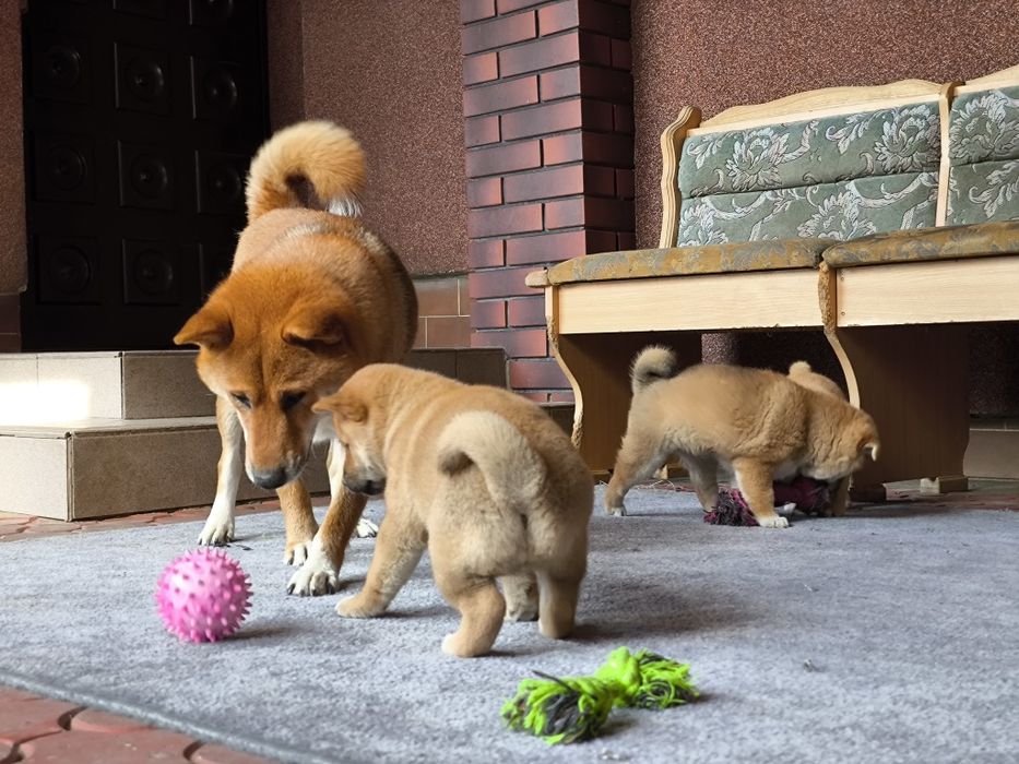 Shiba inu śliczne pieski i suczki ZKwP/FCI