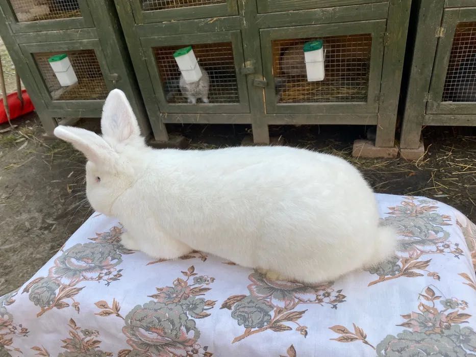 Wiedeński Bialy Samiczki Możliwa wysyłka