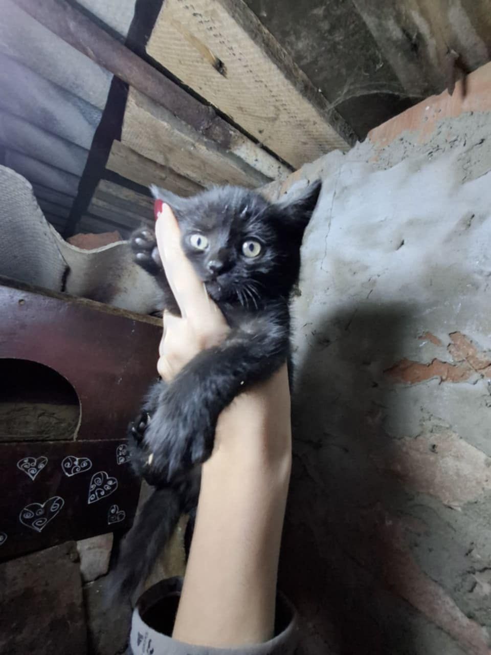 Щенки и котята в добрые руки