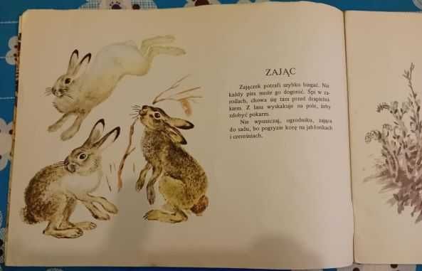 Czaruszyn Eugeniusz - Jak radzą sobie zwierzęta